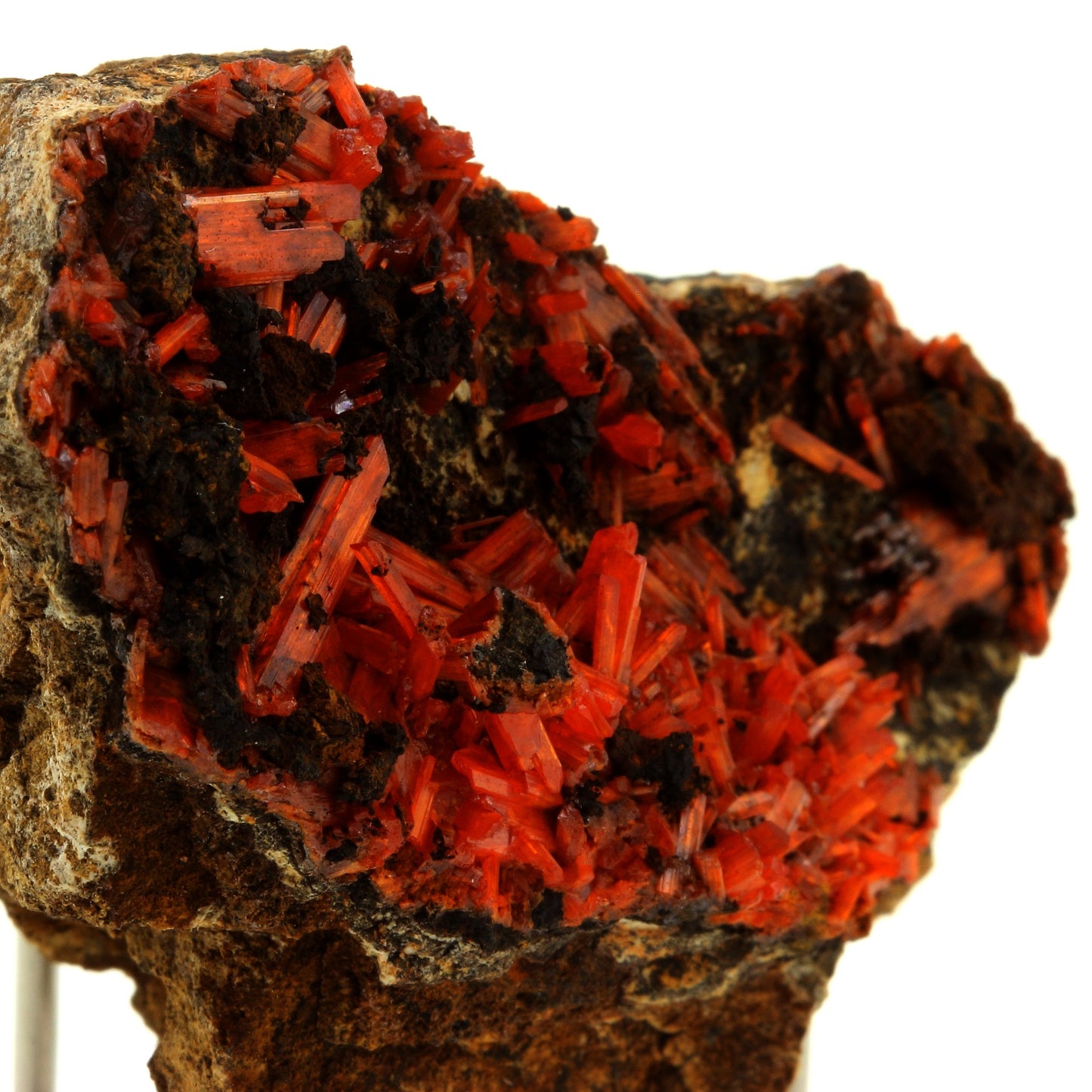Crocoite. 179.5 carats. Adelaide Mine, Dundas, Tasmania, Australie