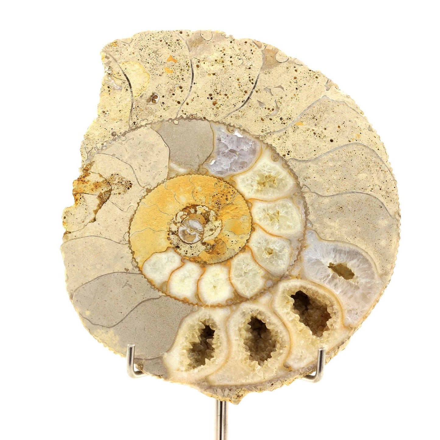 Fossile Bajocisphinctes. 1167.60 carats. Calvados, France
