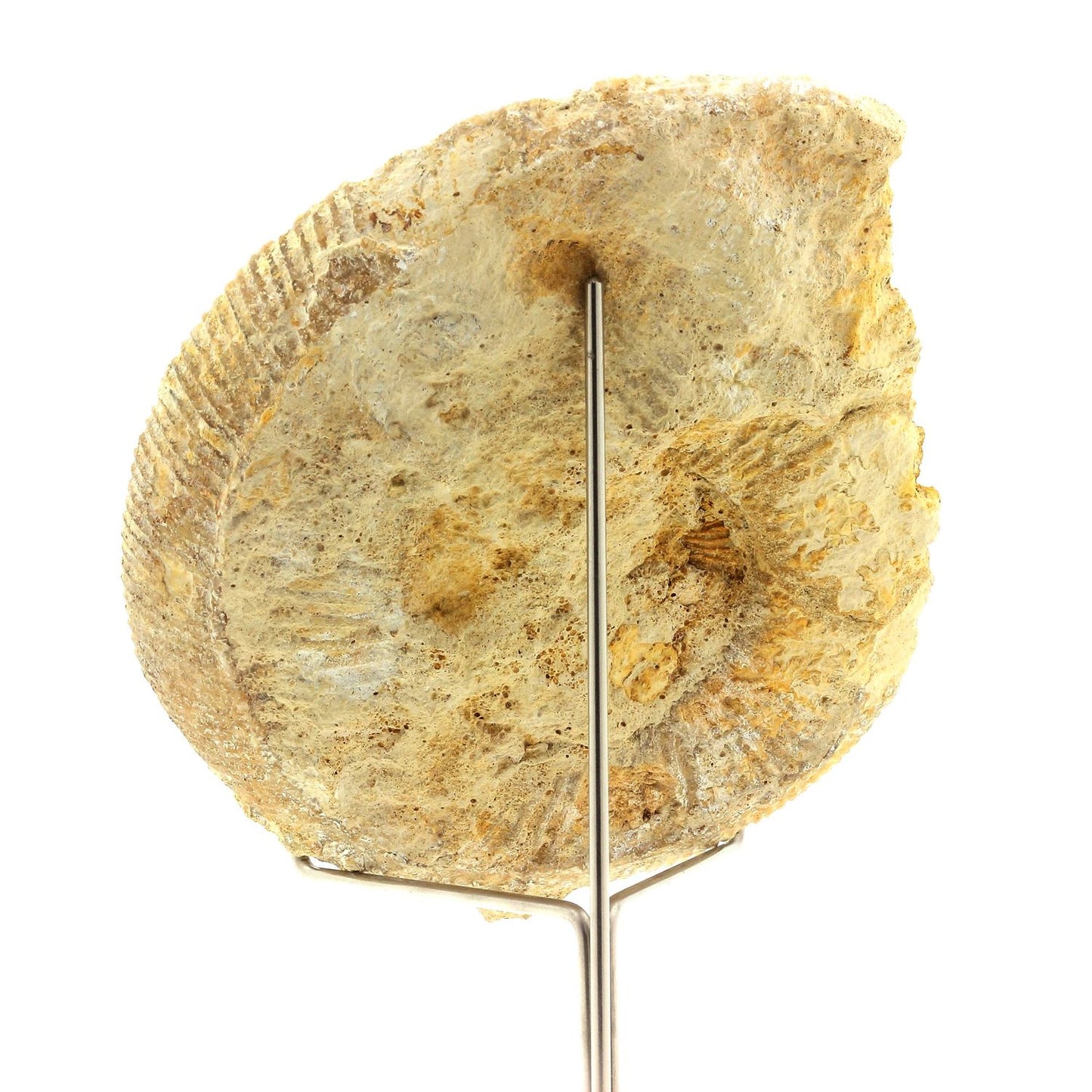 Fossile Bajocisphinctes. 1167.60 carats. Calvados, France