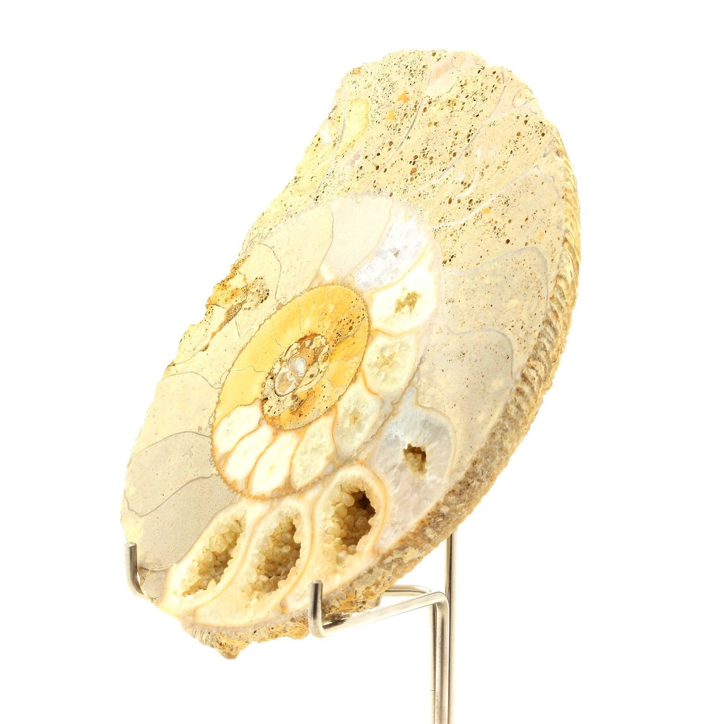 Fossile Bajocisphinctes. 1167.60 carats. Calvados, France