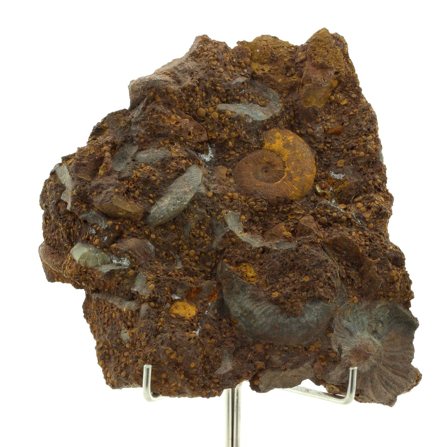 Ammonite Pleydellia. 1284.0 carats. Mine de Saint-Quentin-Fallavier, Isère, France