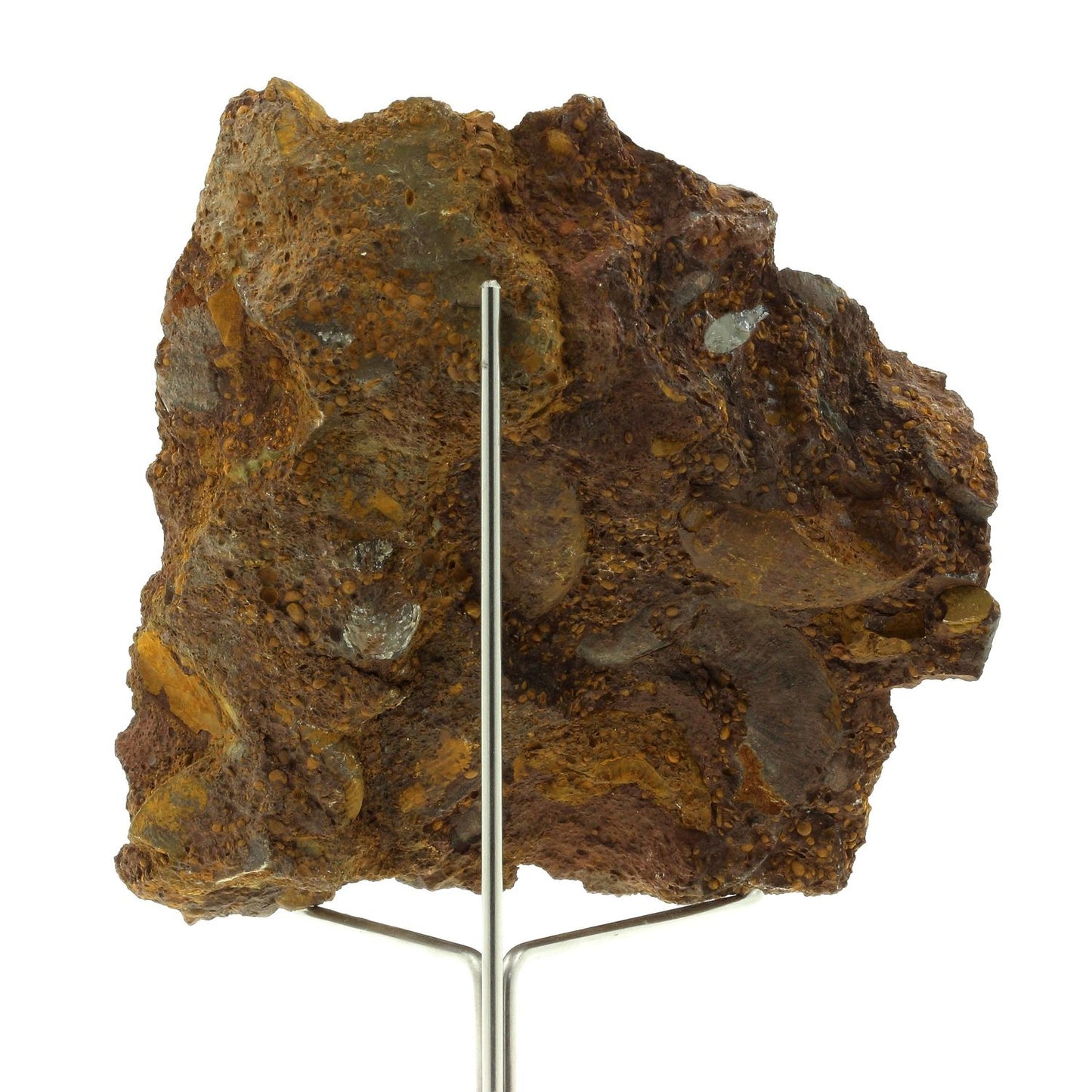 Ammonite Pleydellia. 1284.0 carats. Mine de Saint-Quentin-Fallavier, Isère, France