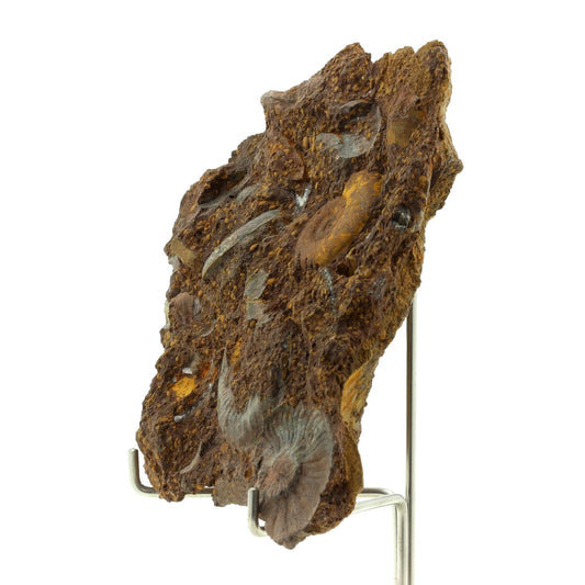 Ammonite Pleydellia. 1284.0 carats. Mine de Saint-Quentin-Fallavier, Isère, France