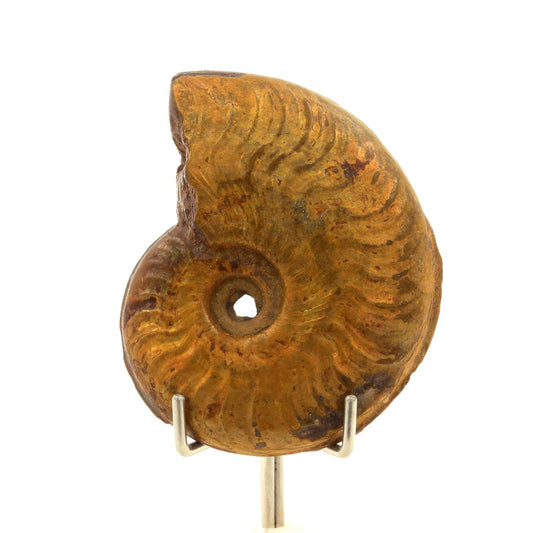 Ammonite Cléonicères Besairiei. 181.90 carats. Mahajanga, Ambatolafia, Madagascar