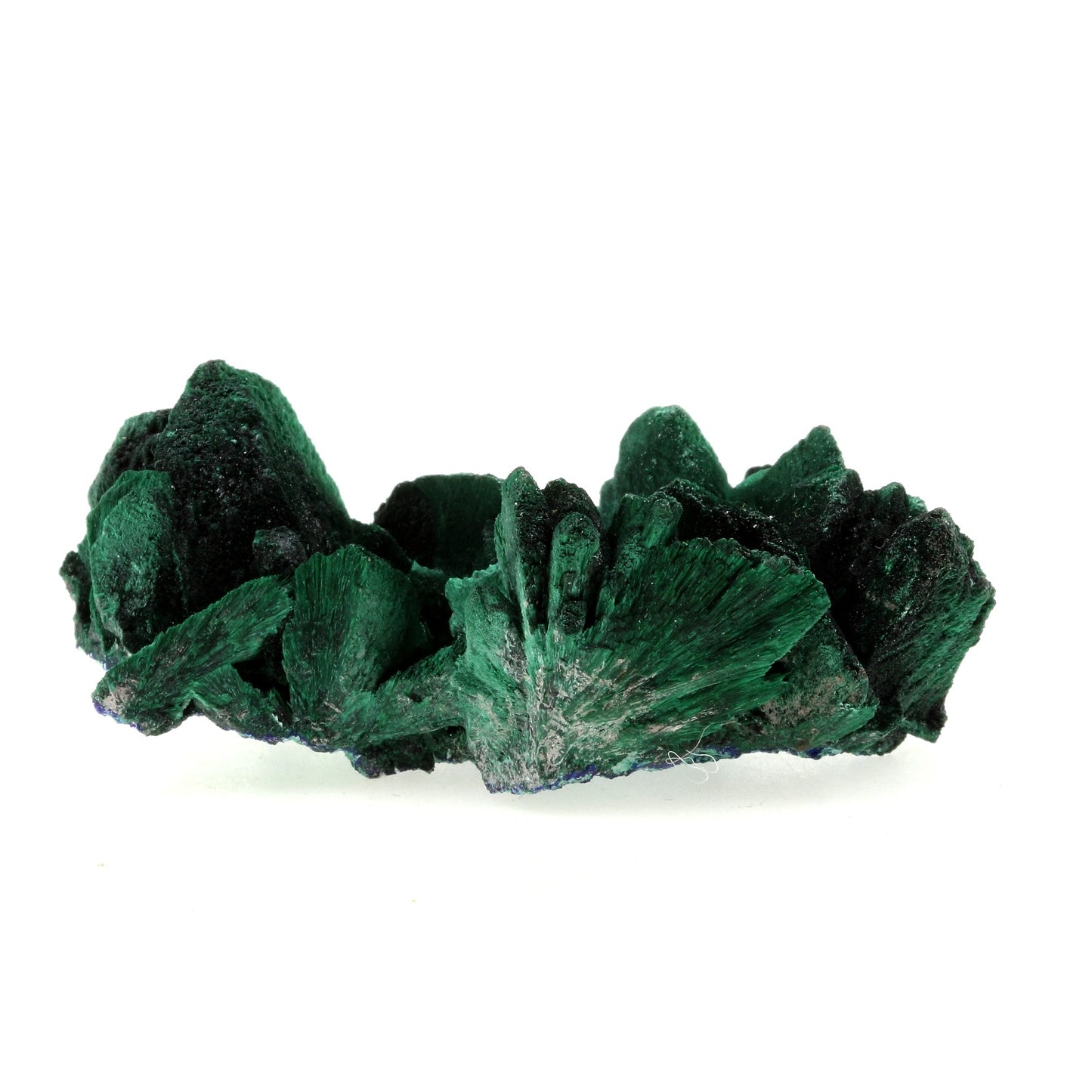 Malachite pseudo après Azurite. 461.4 carats. Milpillas Mine, Sonora, Mexique
