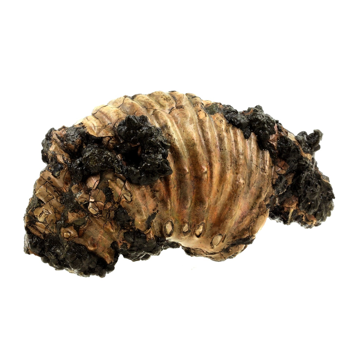 Ammonite fossile + Pyrite, 2355.0 carats, Bully, Seine-Maritime, France