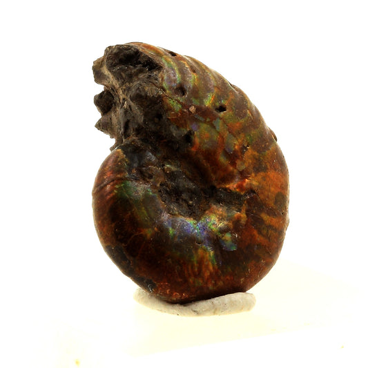 Ammonite Fossile Desmoceras nacrée, 14.0 carats, Bully, Seine-Maritime, France