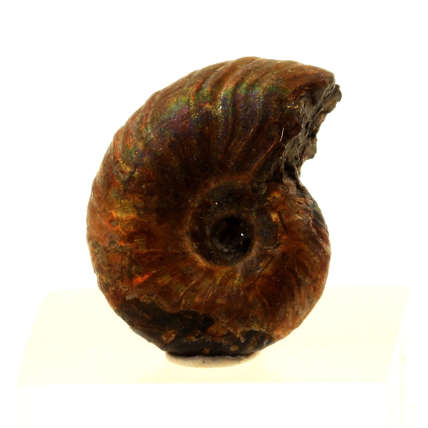 Ammonite Fossile Desmoceras nacrée, 14.0 carats, Bully, Seine-Maritime, France