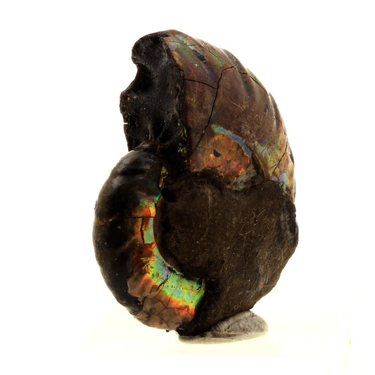 Ammonite Fossile Desmoceras nacrée, 28.0 carats, Bully, Seine-Maritime, France