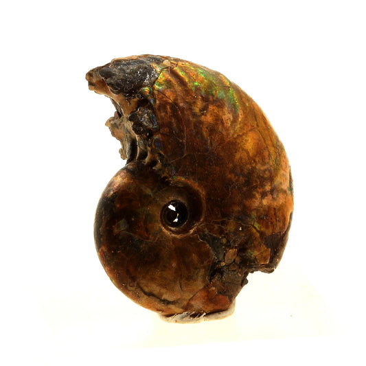 Ammonite Fossile Desmoceras nacrée, 16.0 carats, Bully, Seine-Maritime, France
