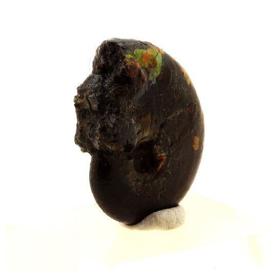 Ammonite Fossile Beudanticeras nacrée, 17.0 carats, Bully, Seine-Maritime, France