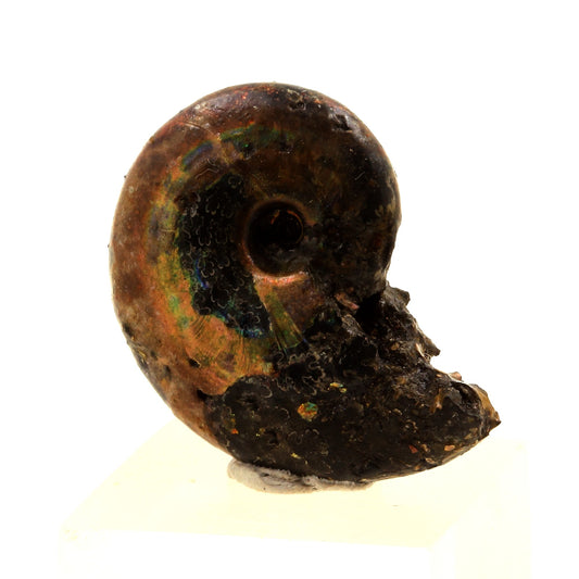 Ammonite Fossile Beudanticeras nacrée, 25.0 carats, Bully, Seine-Maritime, France
