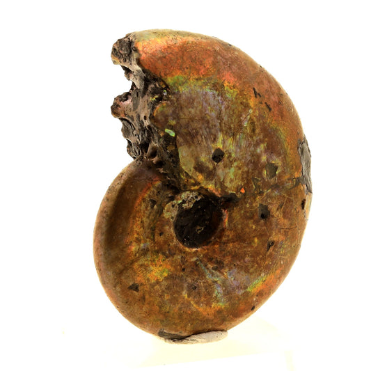 Ammonite Fossile Beudanticeras nacrée, 65.0 carats, Bully, Seine-Maritime, France