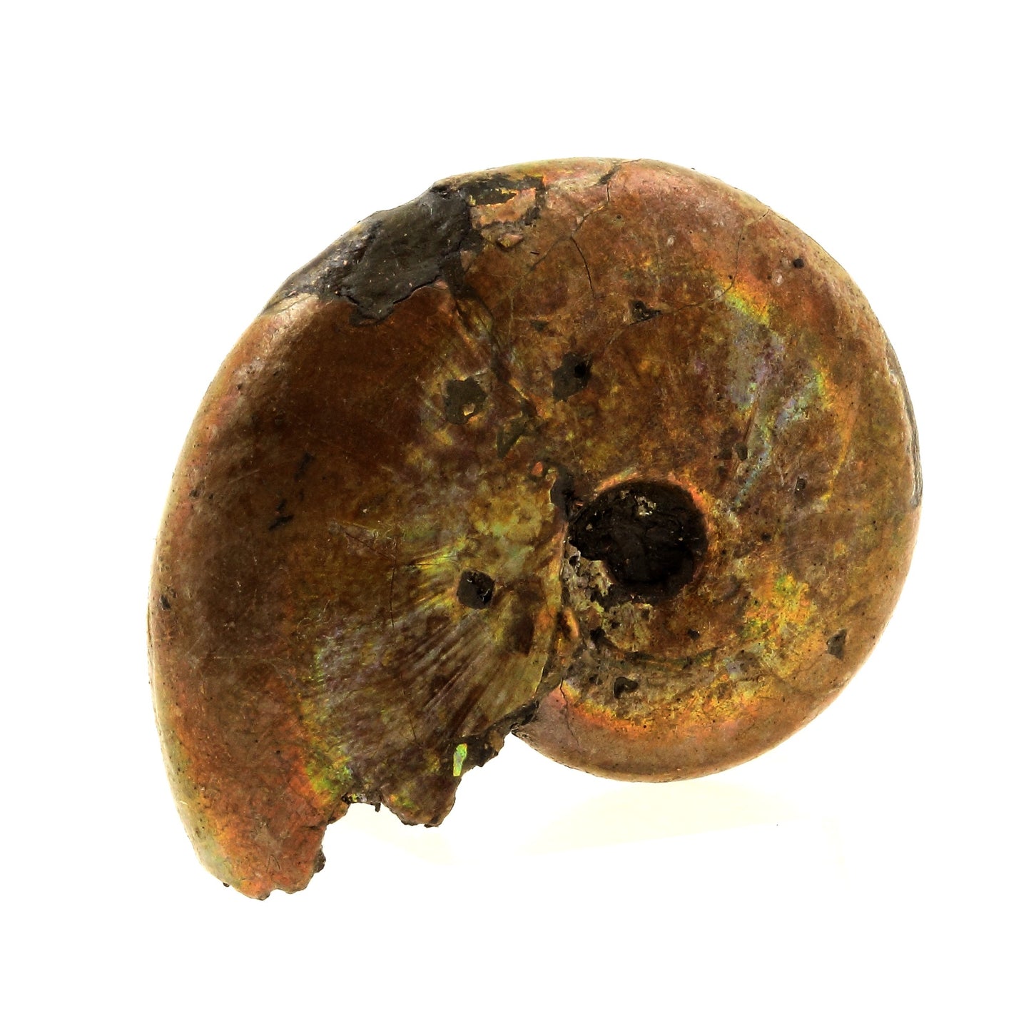 Ammonite Fossile Beudanticeras nacrée, 65.0 carats, Bully, Seine-Maritime, France