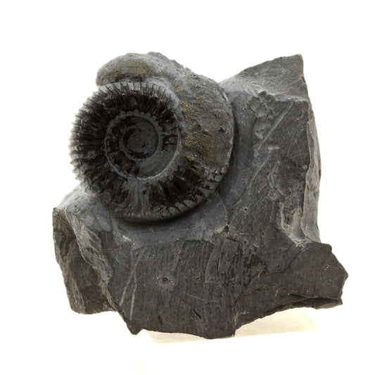 Ammonite Pyritisée, 423.0 carats, Le Clapier, Aveyron, France