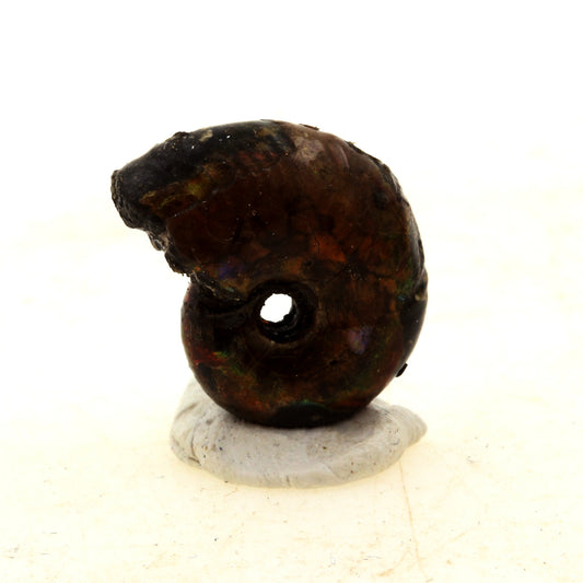 Ammonite Fossile nacrée Beudanticeras Pyritisée, 9.0 carats, Bully, France