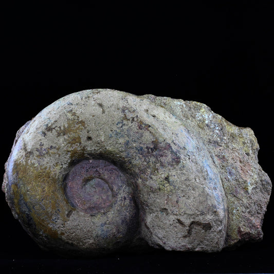 Fossile Lytoceras cornucopiae. 12772.0 carats. Belmont-d'Azergues, Rhône, France