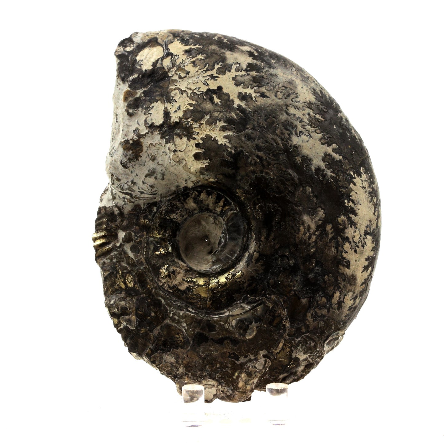 Fossile Ammonite Perilytoceras Pyritisée. 3610.0 carats. Villers-sur-Mer, Calvados, France