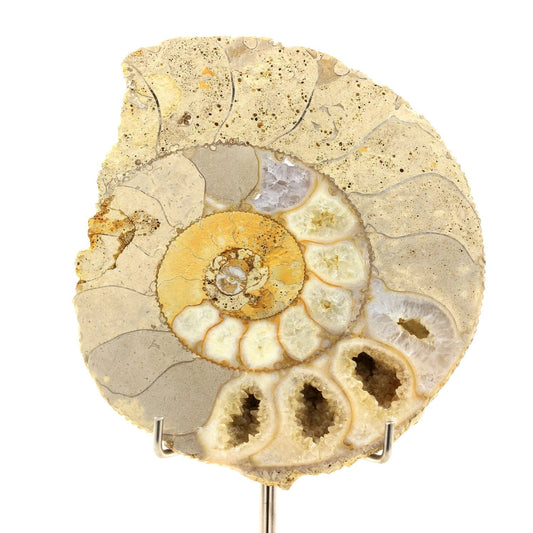 Fossile Bajocisphinctes. 1167.60 carats. Calvados, France
